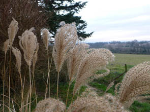 Miscanthus sinensis